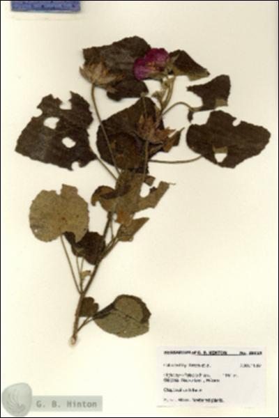 URN_catalog_HBHinton_herbarium_28125.jpg.jpg