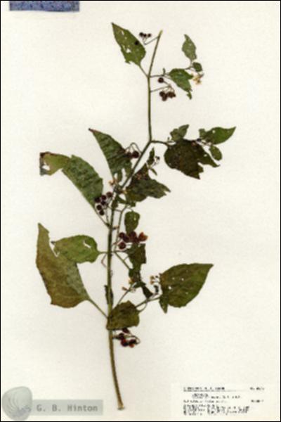 URN_catalog_HBHinton_herbarium_20645.jpg.jpg