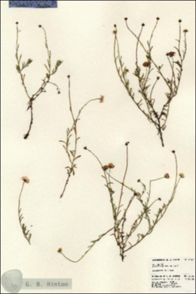 URN_catalog_HBHinton_herbarium_24566.jpg.jpg