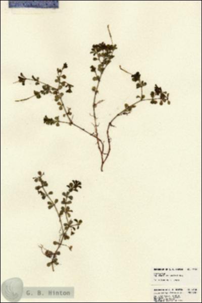 URN_catalog_HBHinton_herbarium_22138.jpg.jpg