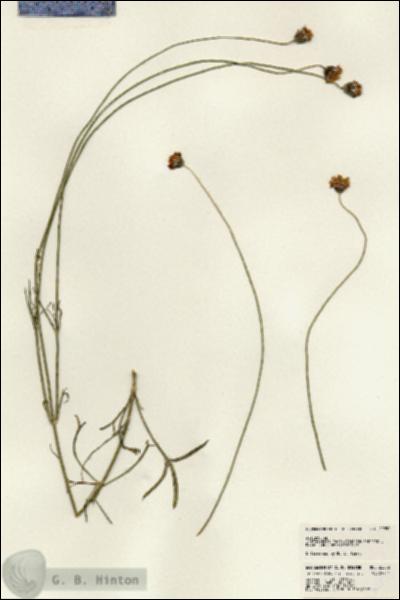 URN_catalog_HBHinton_herbarium_22852.jpg.jpg