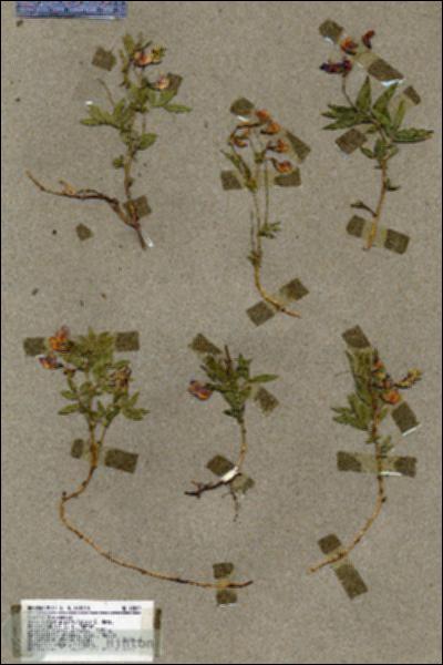 URN_catalog_HBHinton_herbarium_18807.jpg.jpg