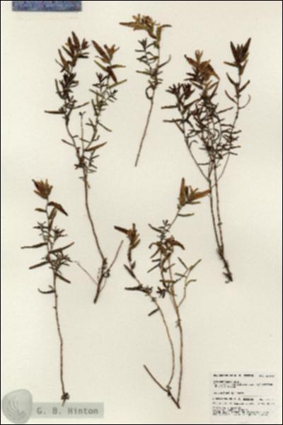 URN_catalog_HBHinton_herbarium_24864.jpg.jpg