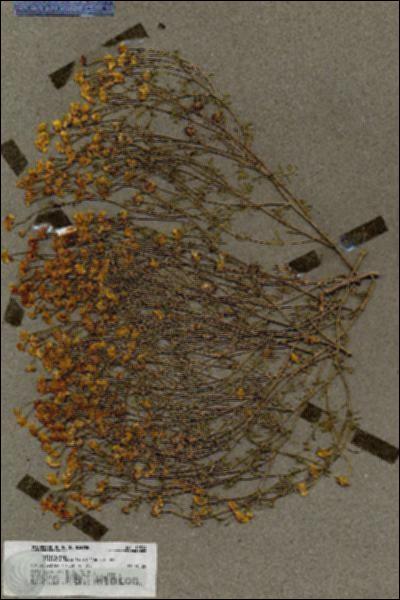 URN_catalog_HBHinton_herbarium_19594.jpg.jpg