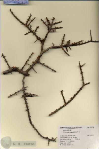 URN_catalog_HBHinton_herbarium_18378.jpg.jpg