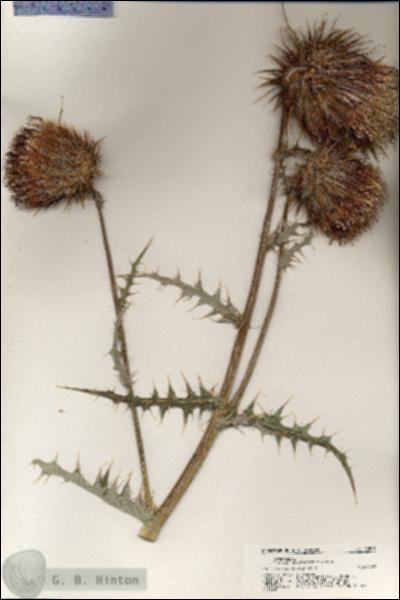 URN_catalog_HBHinton_herbarium_20503.jpg.jpg