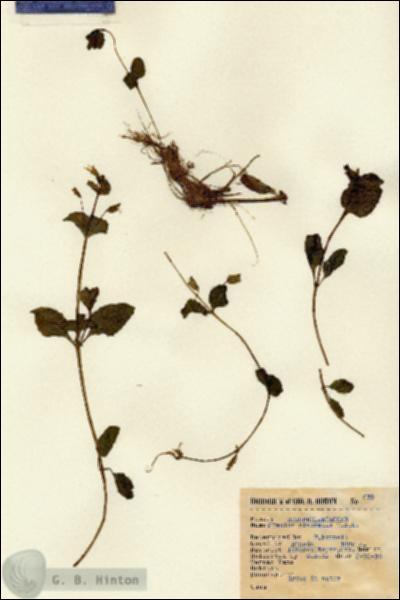 URN_catalog_HBHinton_herbarium_678.jpg.jpg