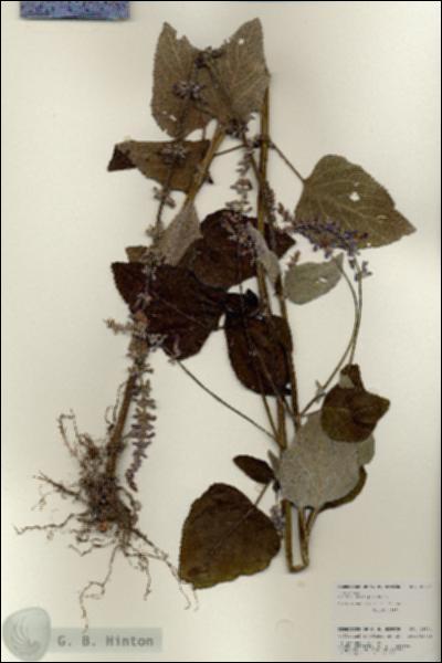 URN_catalog_HBHinton_herbarium_25904.jpg.jpg