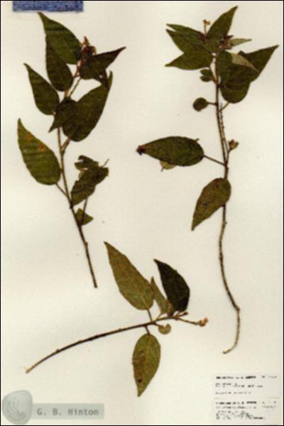 URN_catalog_HBHinton_herbarium_25120.jpg.jpg