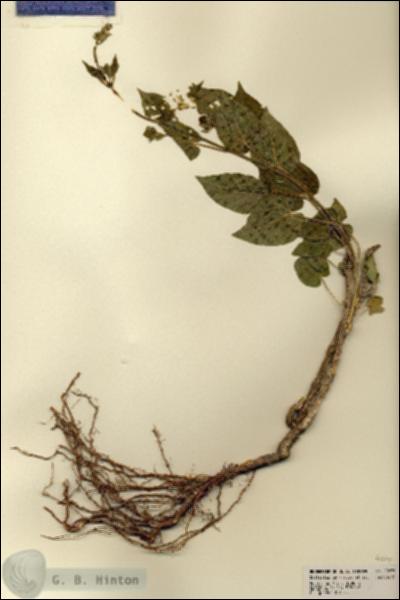 URN_catalog_HBHinton_herbarium_22879.jpg.jpg