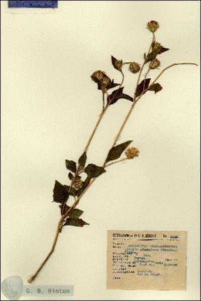 URN_catalog_HBHinton_herbarium_5538.jpg.jpg