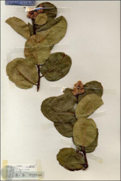 URN_catalog_HBHinton_herbarium_19208.jpg.jpg