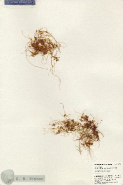 URN_catalog_HBHinton_herbarium_20755.jpg.jpg