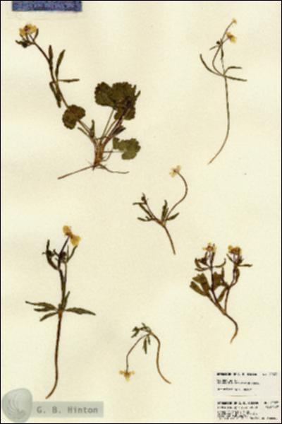 URN_catalog_HBHinton_herbarium_22833.jpg.jpg