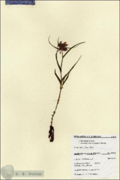 URN_catalog_HBHinton_herbarium_27678.jpg.jpg