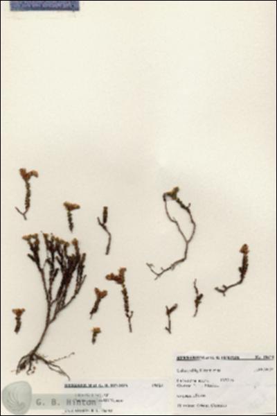URN_catalog_HBHinton_herbarium_19624.jpg.jpg