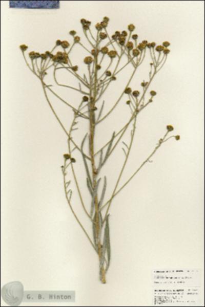 URN_catalog_HBHinton_herbarium_25686.jpg.jpg