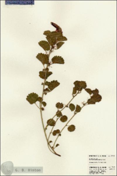 URN_catalog_HBHinton_herbarium_23015.jpg.jpg