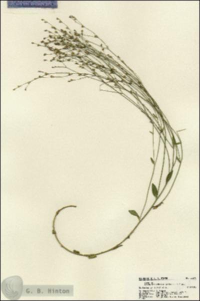 URN_catalog_HBHinton_herbarium_22270.jpg.jpg