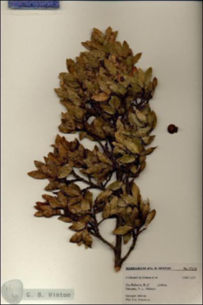 URN_catalog_HBHinton_herbarium_27174.jpg.jpg