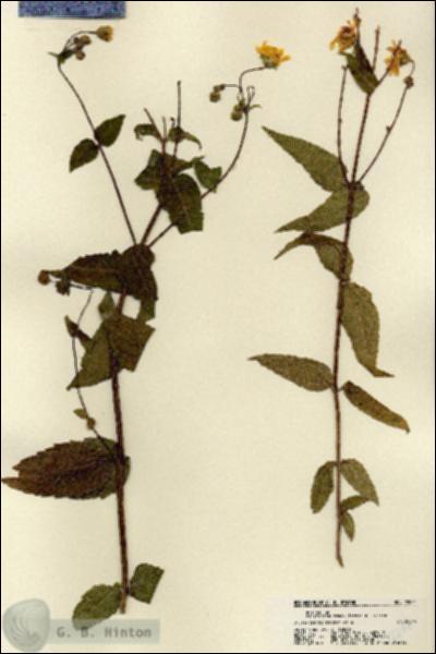 URN_catalog_HBHinton_herbarium_22244.jpg.jpg