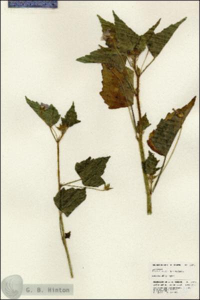 URN_catalog_HBHinton_herbarium_24874.jpg.jpg