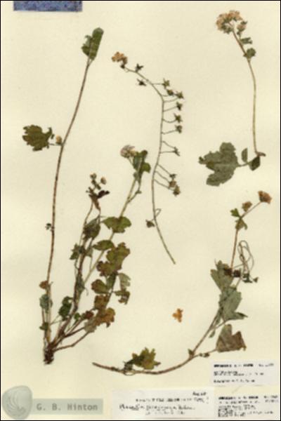 URN_catalog_HBHinton_herbarium_22439.jpg.jpg