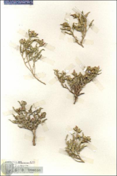 URN_catalog_HBHinton_herbarium_19426.jpg.jpg