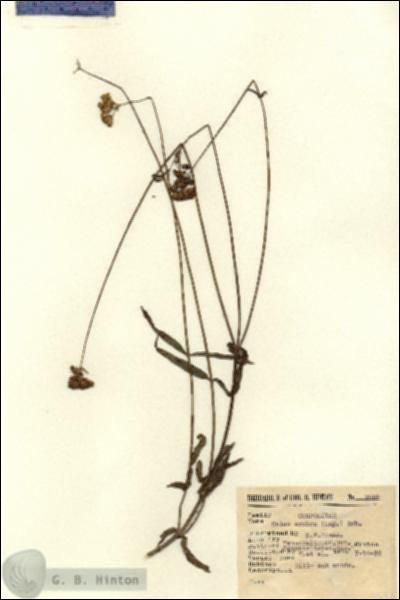 URN_catalog_HBHinton_herbarium_7958.jpg.jpg