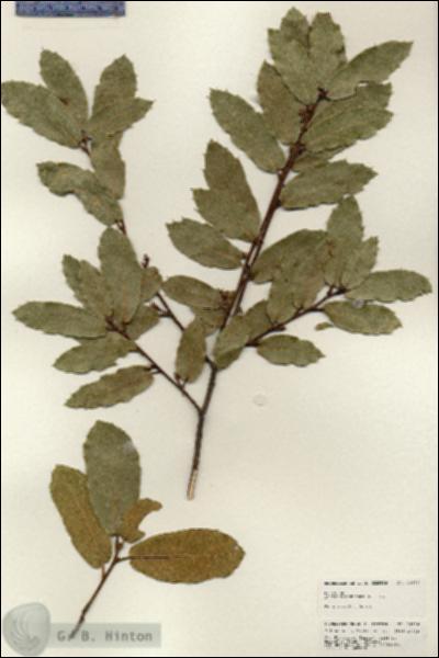 URN_catalog_HBHinton_herbarium_24926.jpg.jpg