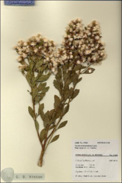 URN_catalog_HBHinton_herbarium_27684.jpg.jpg