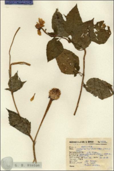 URN_catalog_HBHinton_herbarium_14876.jpg.jpg