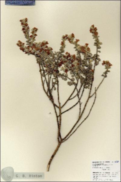 URN_catalog_HBHinton_herbarium_27106.jpg.jpg