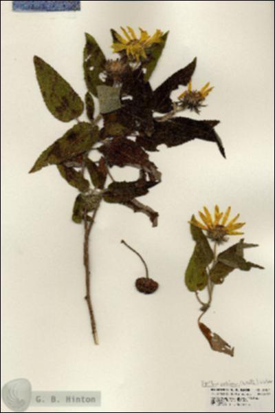 URN_catalog_HBHinton_herbarium_24131.jpg.jpg