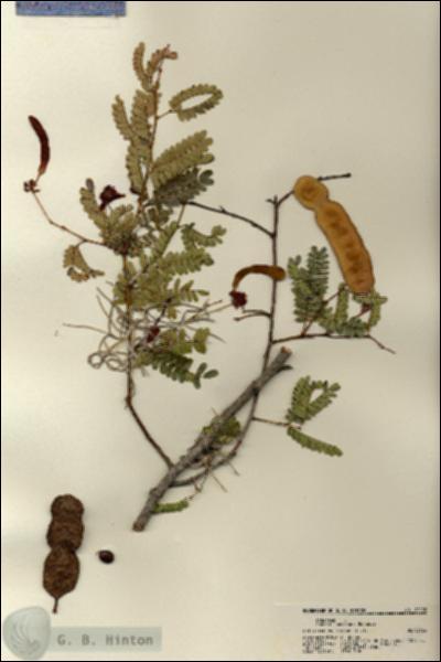 URN_catalog_HBHinton_herbarium_22170.jpg.jpg