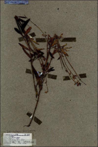 URN_catalog_HBHinton_herbarium_18615.jpg.jpg
