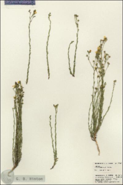 URN_catalog_HBHinton_herbarium_23043.jpg.jpg