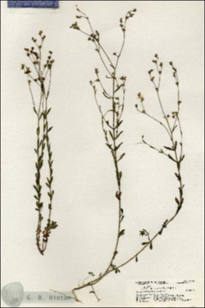 URN_catalog_HBHinton_herbarium_20411.jpg.jpg