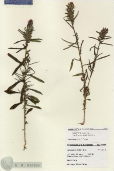 URN_catalog_HBHinton_herbarium_27966.jpg.jpg