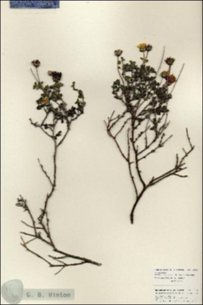 URN_catalog_HBHinton_herbarium_25908.jpg.jpg