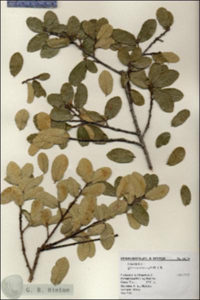 URN_catalog_HBHinton_herbarium_20176.jpg.jpg