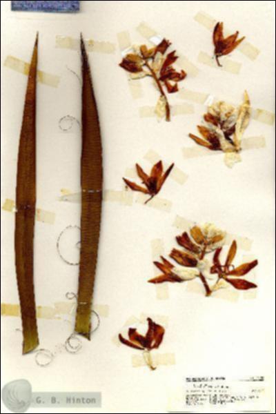 URN_catalog_HBHinton_herbarium_20159.jpg.jpg