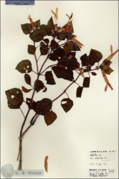 URN_catalog_HBHinton_herbarium_21343.jpg.jpg