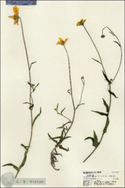 URN_catalog_HBHinton_herbarium_21311.jpg.jpg