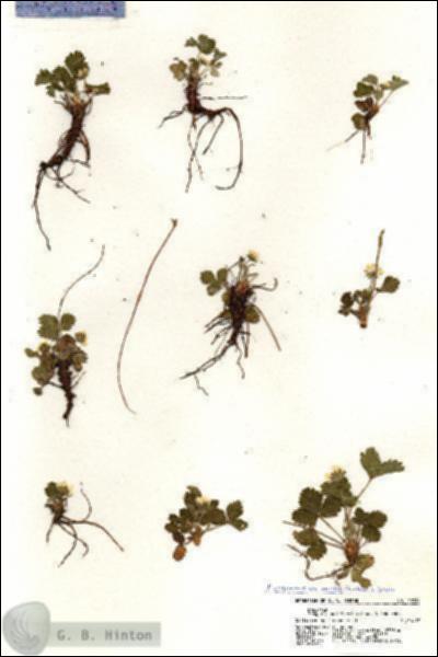 URN_catalog_HBHinton_herbarium_20981.jpg.jpg