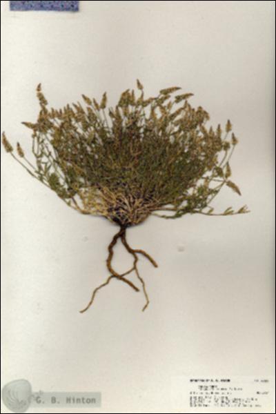 URN_catalog_HBHinton_herbarium_20320.jpg.jpg