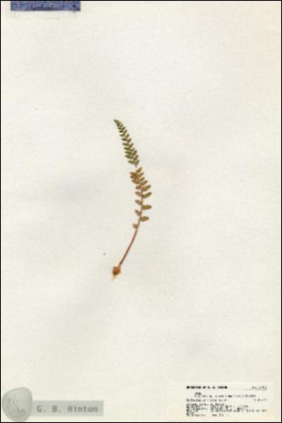 URN_catalog_HBHinton_herbarium_21013.jpg.jpg