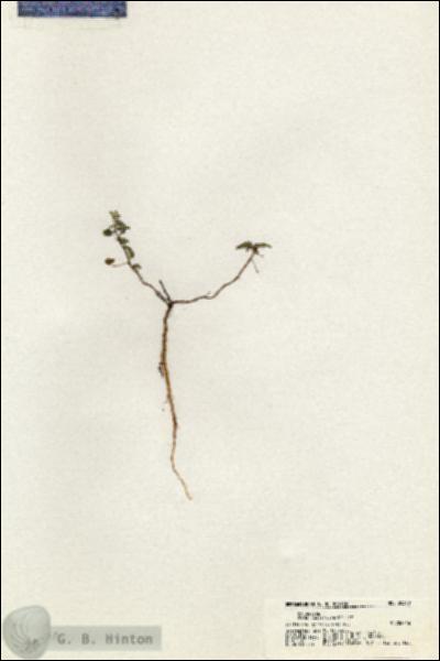 URN_catalog_HBHinton_herbarium_20370.jpg.jpg