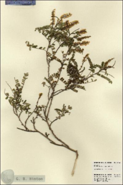 URN_catalog_HBHinton_herbarium_22463.jpg.jpg
