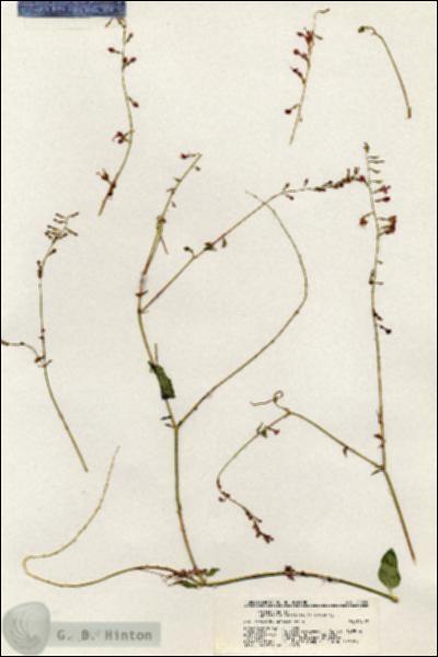 URN_catalog_HBHinton_herbarium_20860.jpg.jpg